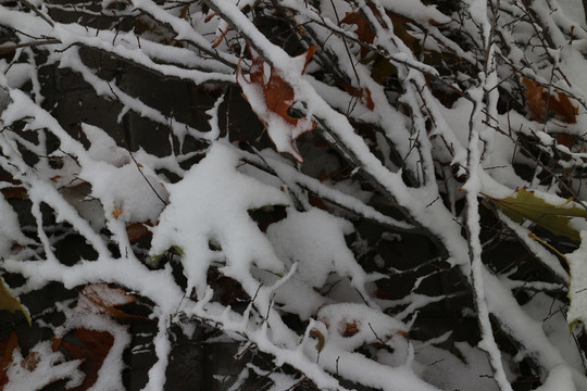 雪后枝叶