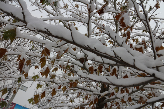 雪后梧桐树的枝叶