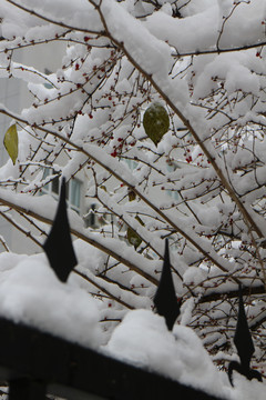 雪后枝叶