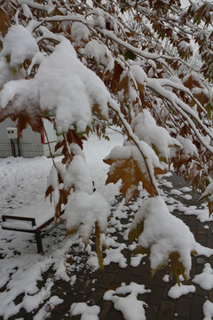雪中梧桐树