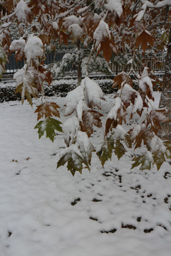 雪后梧桐树