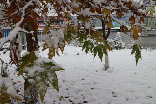 雪地梧桐树