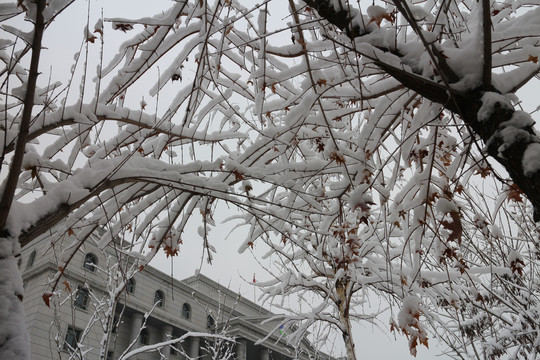 落雪的枫树