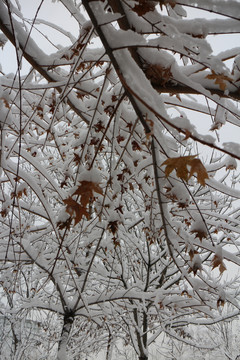 白雪红枫