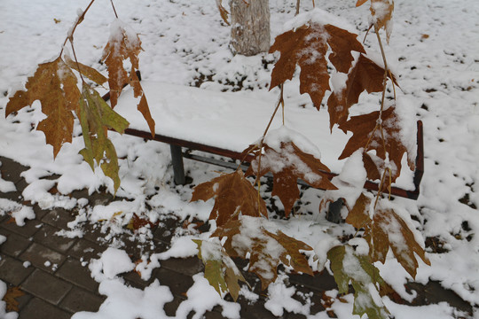 雪中梧桐叶和木椅