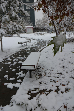 雪树小路木椅