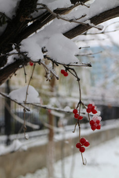 雪枝红果