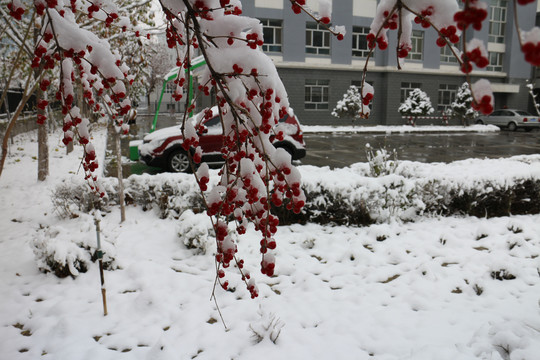 雪枝红果