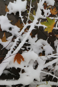 雪中黄叶