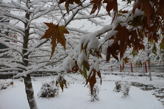 雪中梧桐叶