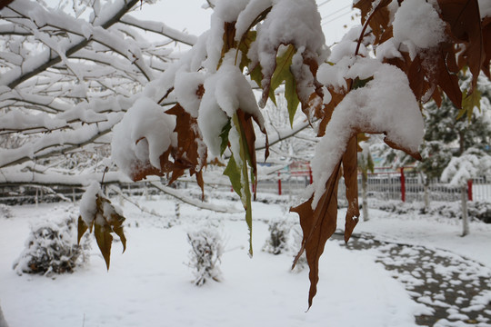 雪中梧桐叶