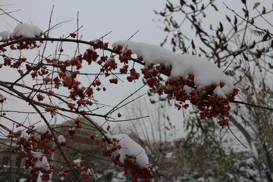 冬雪女贞树果