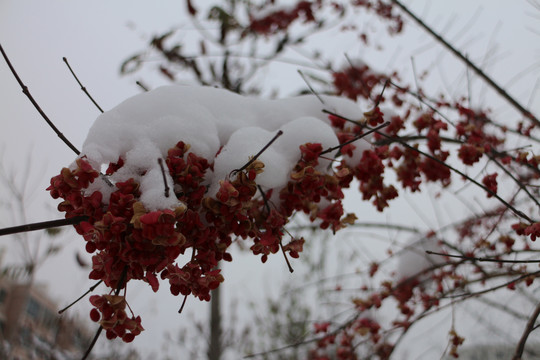 冬雪女贞树果