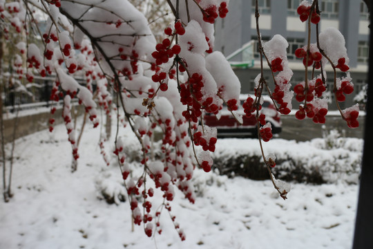 雪盖红果