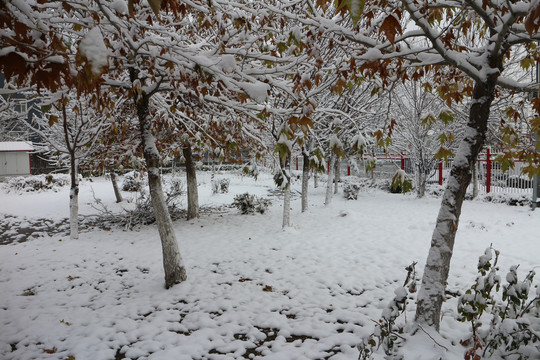 树林雪景