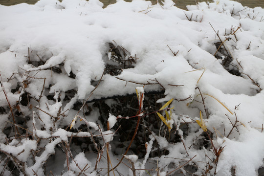 雪树