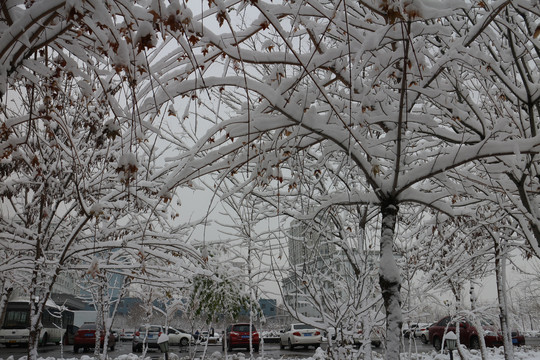 雪树