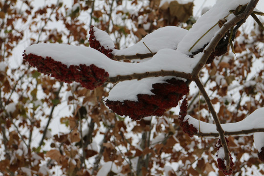 雪树