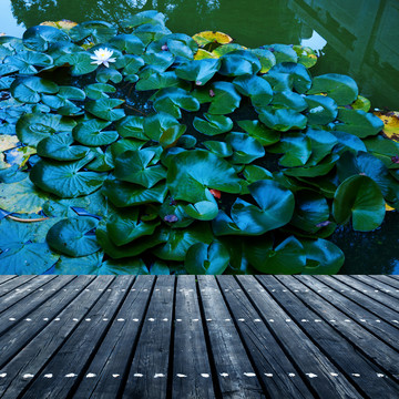 池塘上的睡莲叶