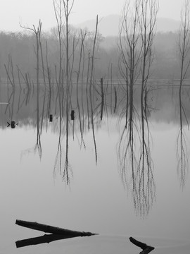 水墨湖中枯树倒影