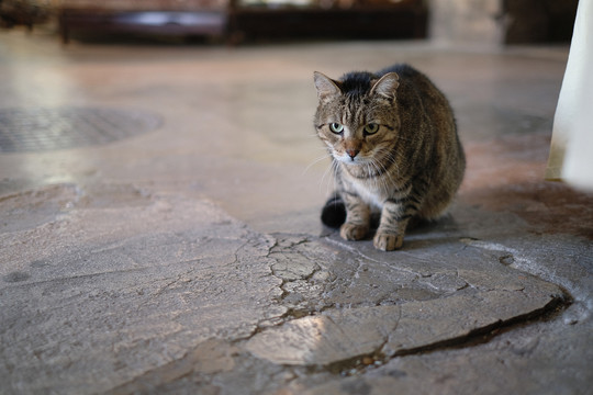 宠物猫的特写镜头