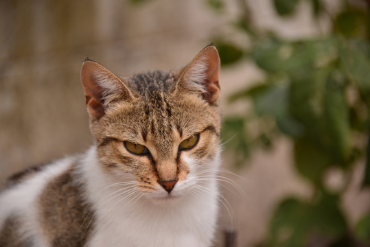 希腊科林斯旅游遇见的猫风光