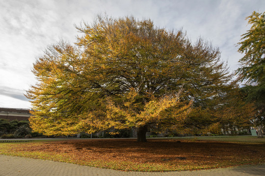 秋天的一棵大树