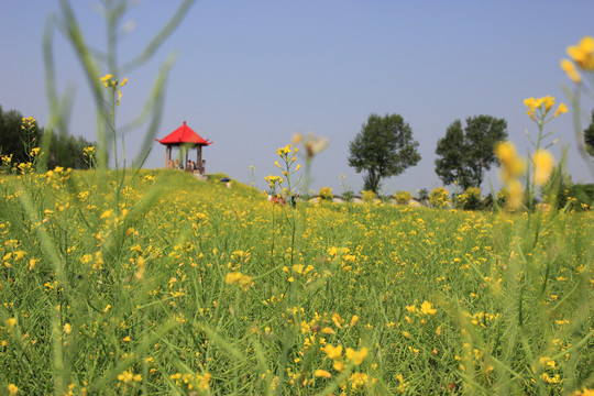 油菜花