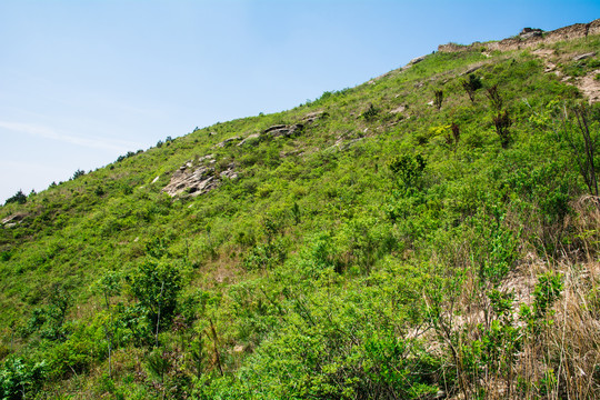 山景