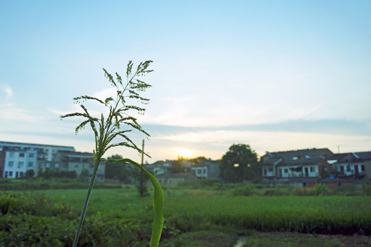 早晨