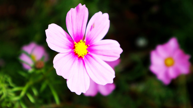 野菊花