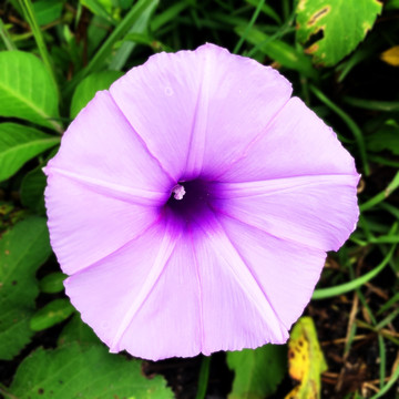 紫色牵牛花