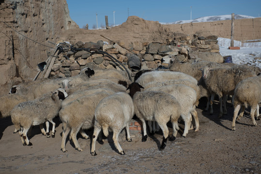 冬季里的一群绵羊