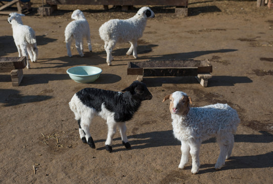 冬季里的一群绵羊羔子