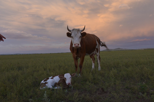 内蒙古大草原上正在吃草的牛群
