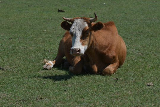 内蒙古大草原上的黄牛