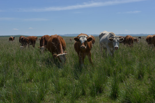 大草原上的正在吃草的牛群