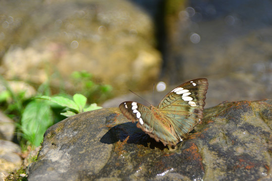 岩石上的尖翅翠蛱蝶