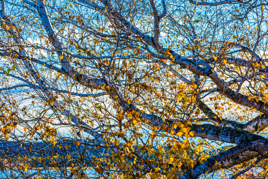 秋季古老白桦树