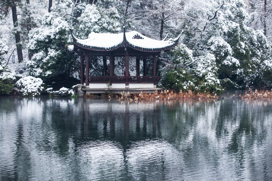 杭州西湖曲院风荷雪色
