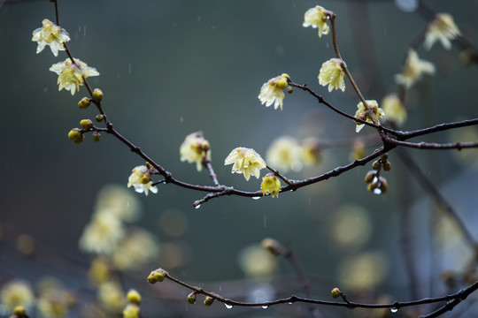 杭州西湖曲院风荷雪韵