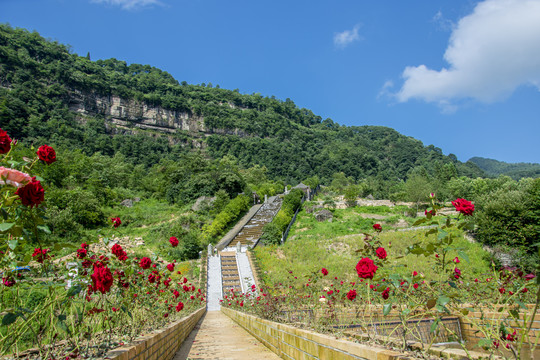 玫瑰小路