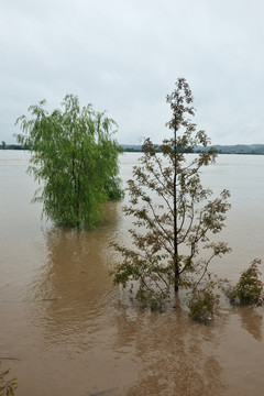 被水淹没的树