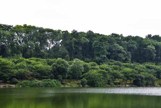 长沙植物园樱花湖