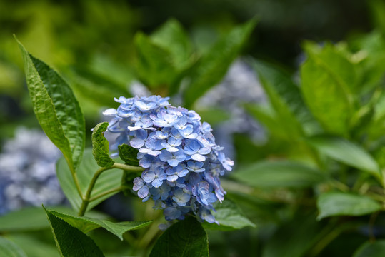 绣球花