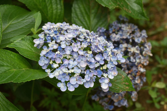 绣球花特写