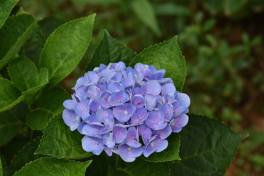 绣球花特写