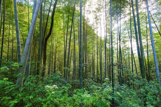 桂林资源县资江天门山景区竹丛