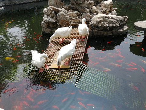 池塘大白鹅锦鲤