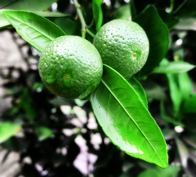 小橘子